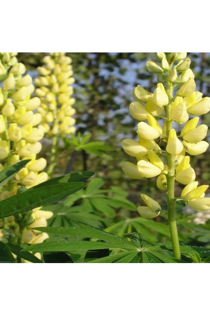 Цвітіння жовтого люпину Єллоу Шадес у природному стилі